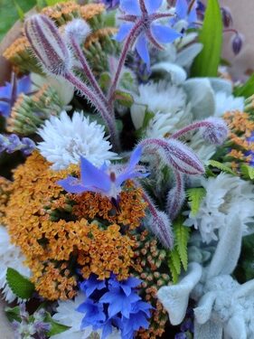 lokální květiny slowflowers červen ústí nad labem