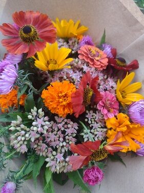lokální květiny slowflowers srpen ústí nad labem