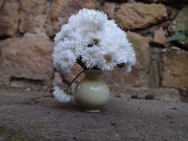 lokální květiny slowflowers bílá chrpa váza