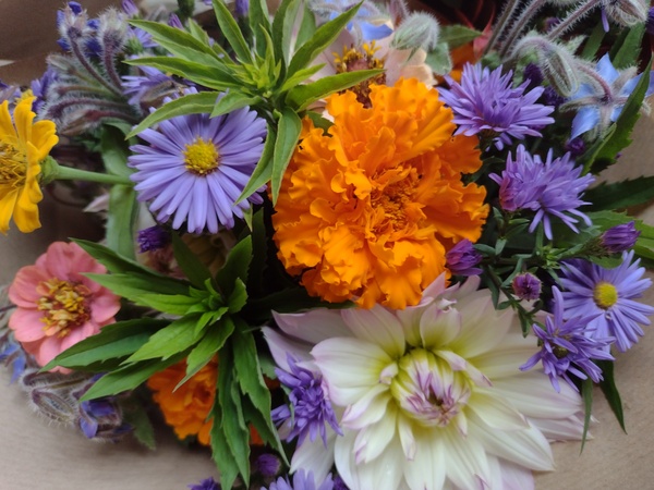 kytice říjen lokální květiny slowflowers ústí nad labem