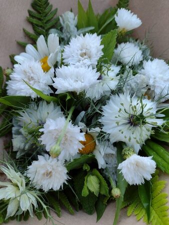 Coolflowers: co jsou otužilé letničky a jak je pěstovat