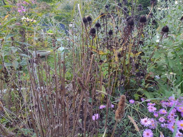 trvalkový záhon na podzim semeníky trvalky vhodné pro semenaření