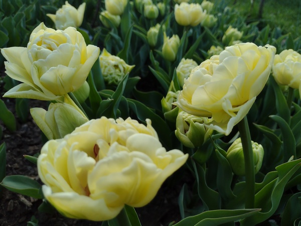tulipán tulip avantgarde