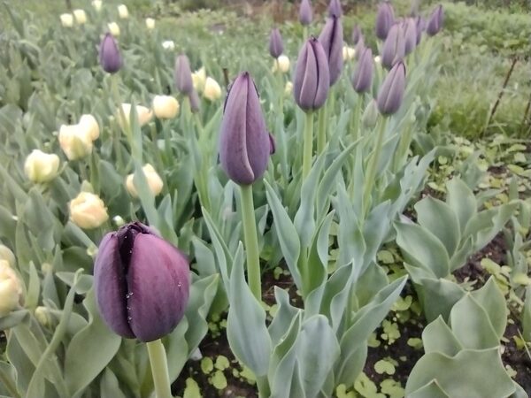 tulipán tulip Queen of Night