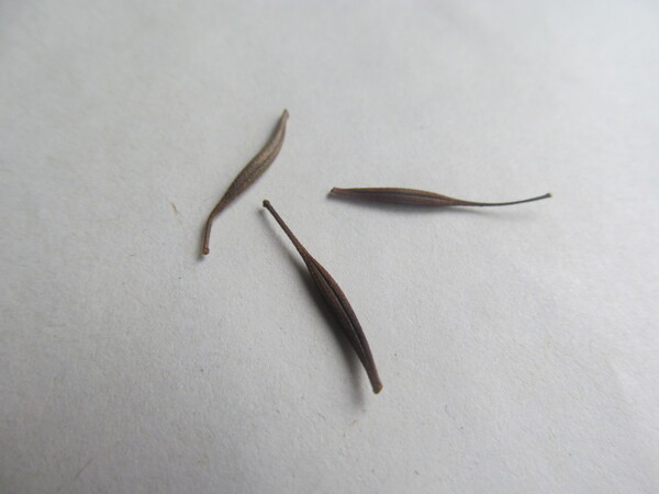 krasenka sirozluta cosmos sulphureus semeno seed