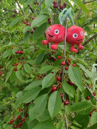 zralé třešně na stromě