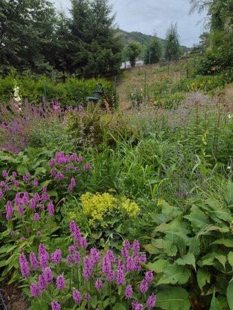 trvalkový záhon v červnu