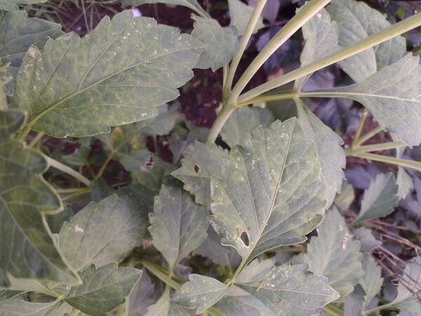 viróza u jiřin mozaika